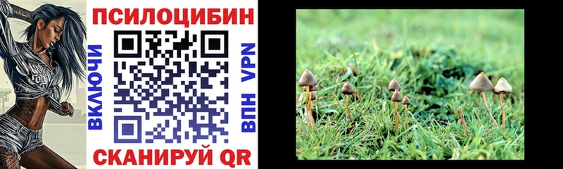 Псилоцибиновые грибы Cubensis  Купить где  Хвалынск 